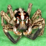 Jumping spider in rest position.